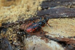 Rhynocoris annulatus