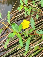 Ludwigia peploides