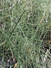 Equisetum palustre