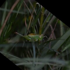 Conocephalus gracillimus
