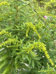 Solidago rugosa