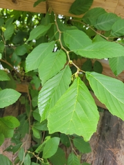 Alnus serrulata