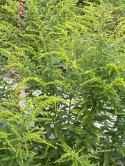 Solidago rugosa