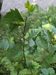 Crataegus chrysocarpa