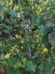 Crataegus chrysocarpa