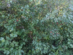 Crataegus chrysocarpa