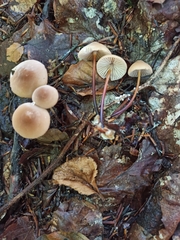 Marasmius torquescens