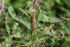 Saucrobotys futilalis