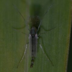 Chironomidae