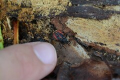 Rhynocoris annulatus