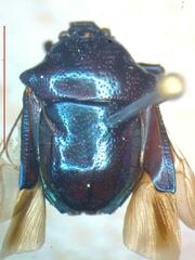 Asopinae