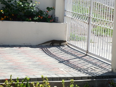 Urva auropunctata