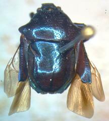 Asopinae