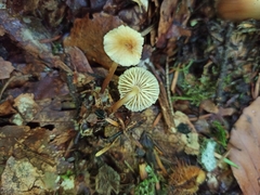 Mycetinis scorodonius