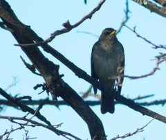 Turdus amaurochalinus