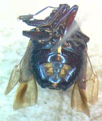 Asopinae