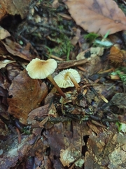 Mycetinis scorodonius