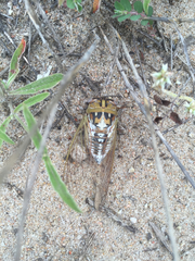 Megatibicen dealbatus