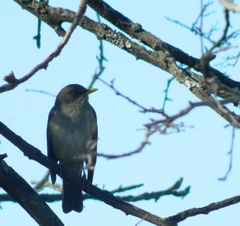 Turdus amaurochalinus