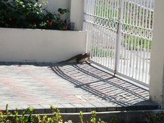 Urva auropunctata