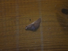 Idaea costiguttata