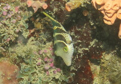 Canthigaster valentini