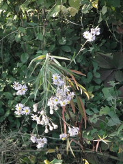 Tripolium pannonicum