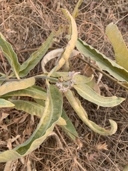 Asclepias eriocarpa
