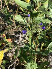 Anchusa officinalis