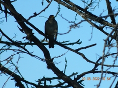 Turdus amaurochalinus