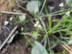 Alisma triviale
