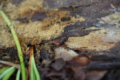 Rhynocoris annulatus