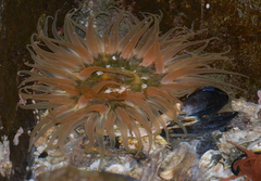 Anthopleura artemisia