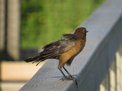 Quiscalus major westoni