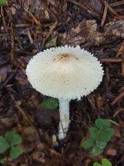 Lepiota clypeolaria