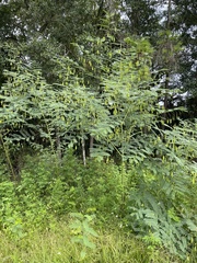 Sesbania vesicaria