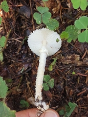 Lepiota clypeolaria