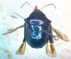 Asopinae