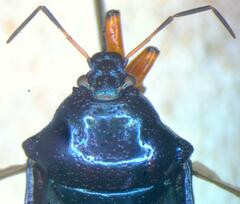Asopinae