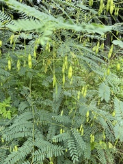 Sesbania vesicaria