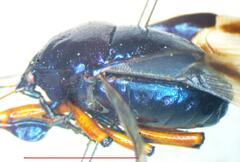 Asopinae