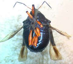 Asopinae