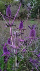 Eryngium leavenworthii