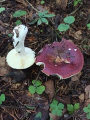 Russula atropurpurea