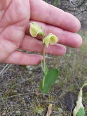 Pterygodium catholicum