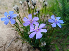 Aristea africana