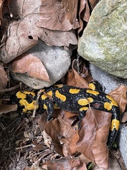 Salamandra salamandra