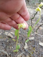 Pterygodium catholicum