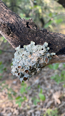 Punctelia bolliana