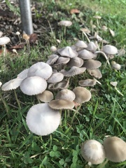 Coprinellus disseminatus
